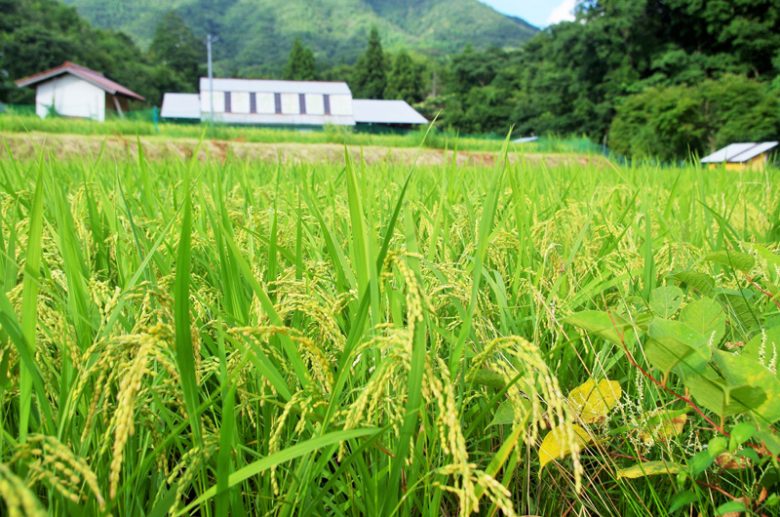 アイガモ農法で稲作する宇山さんの田んぼ