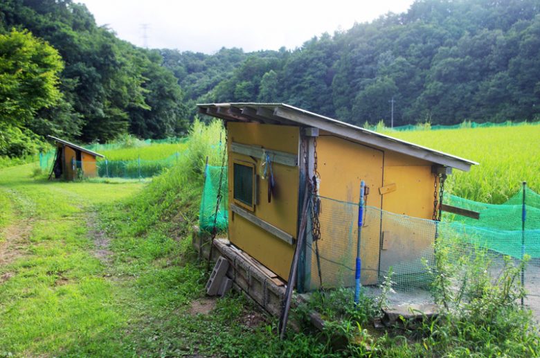 田んぼの脇に小鴨の小屋が作られている。寒暖差が激しいので夜は白熱電球を焚いて温かくしてあげる。カモの飼育も結構手間がかかるそう