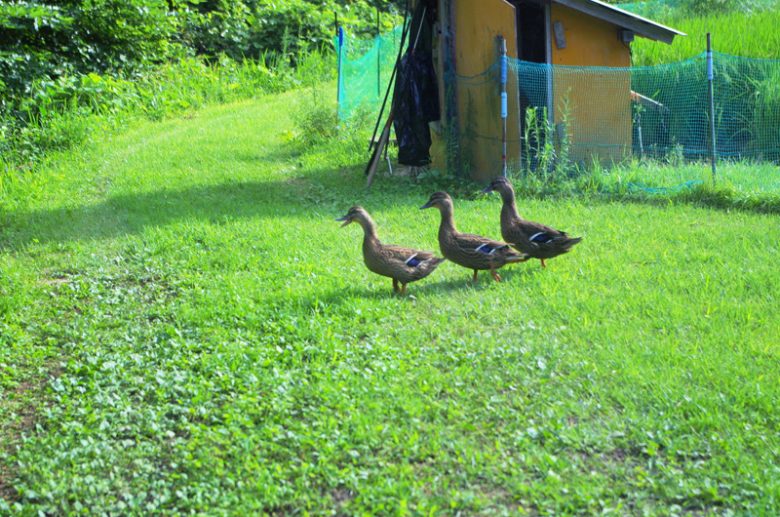 ガアガアと鳴きながらあぜ道にカモを発見！