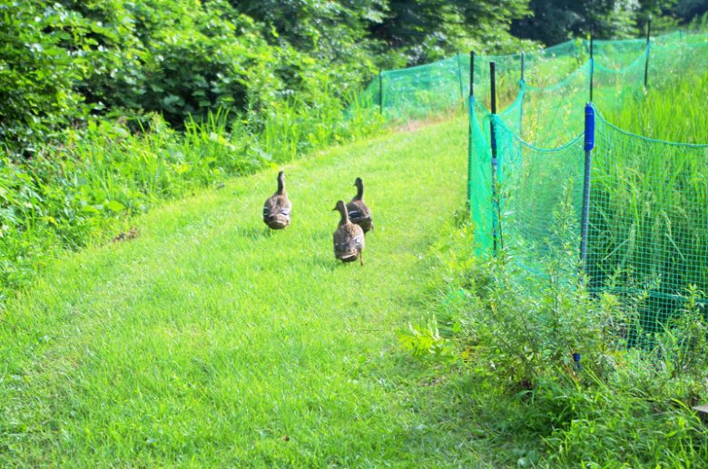 逃げるカモ。速くを捕まえないと、田んぼの稲を荒らすんだそう