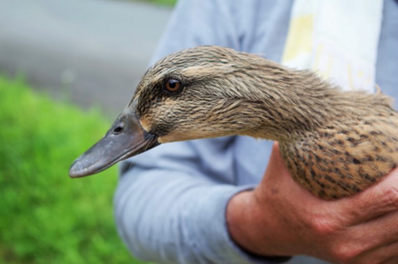 毛ツヤのいいメスのカモどこかおびえている。丁寧に扱われているがこの後業者に引き取られる….