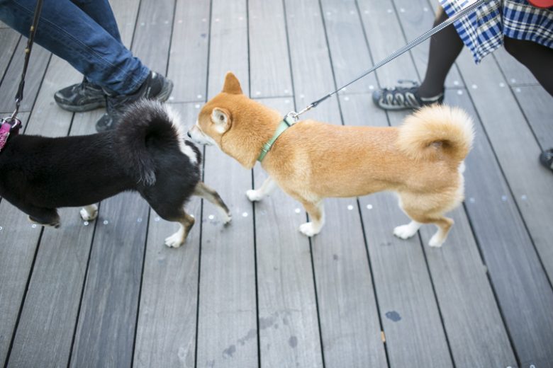 ハナコっぽい柴犬ちゃん。※当日会場にはいません