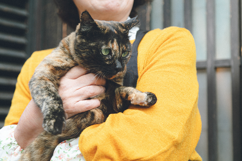 いろはの看板猫、キナコにはみんなメロメロに。かわゆいい